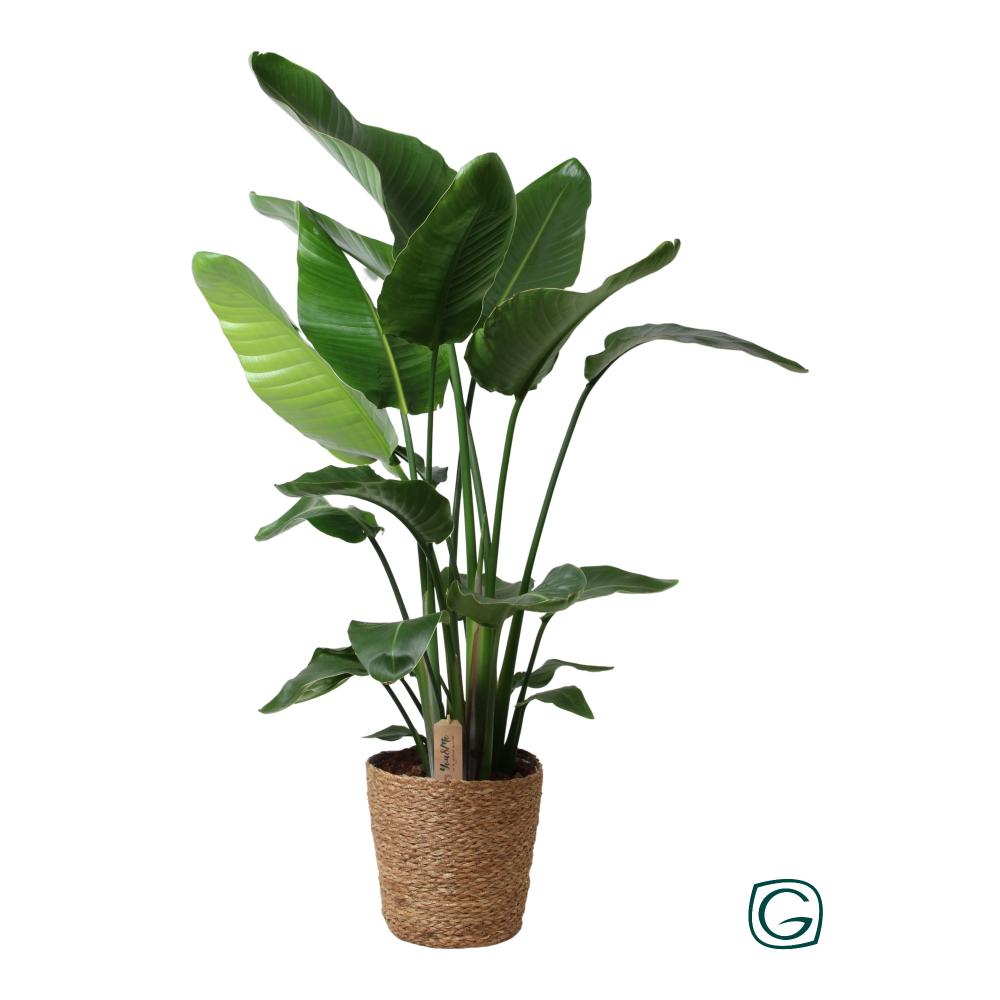 Strelitzia