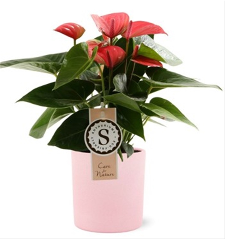 Anthurium