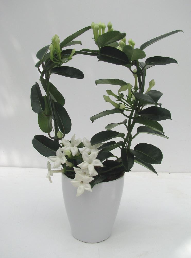 Stephanotis