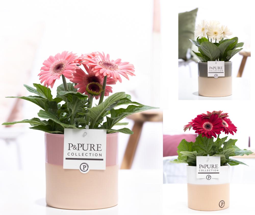 gerbera