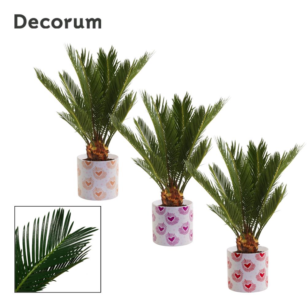Cycas