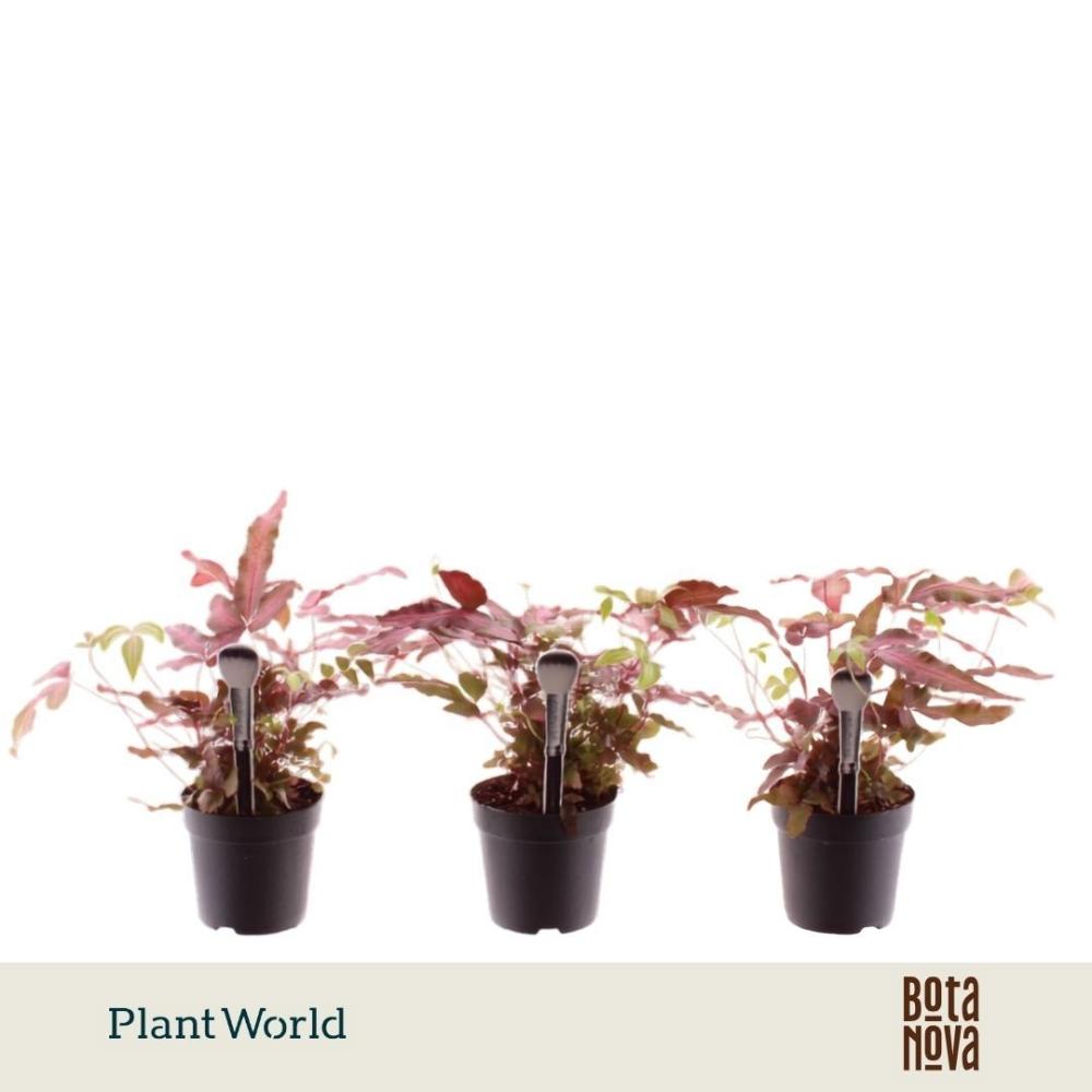 Pteris