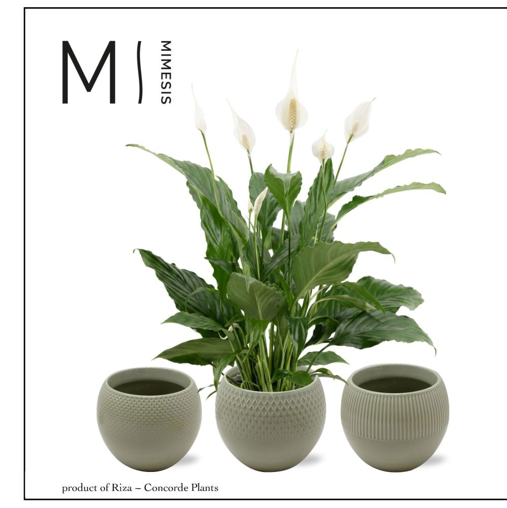 Spathiphyllum