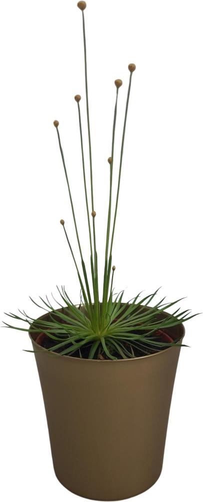 Syngonanthus