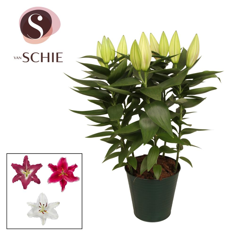 Lilium