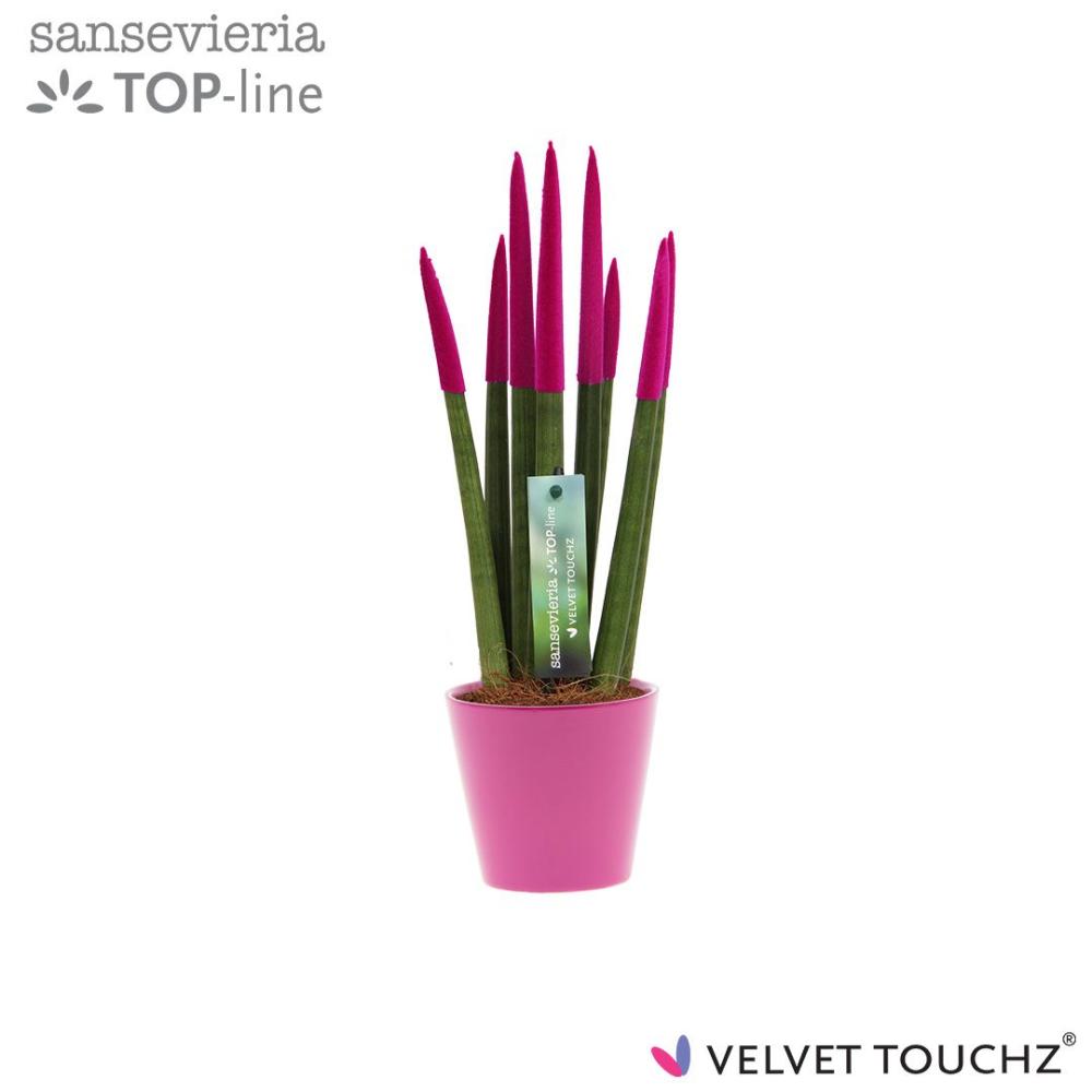 sansevieria