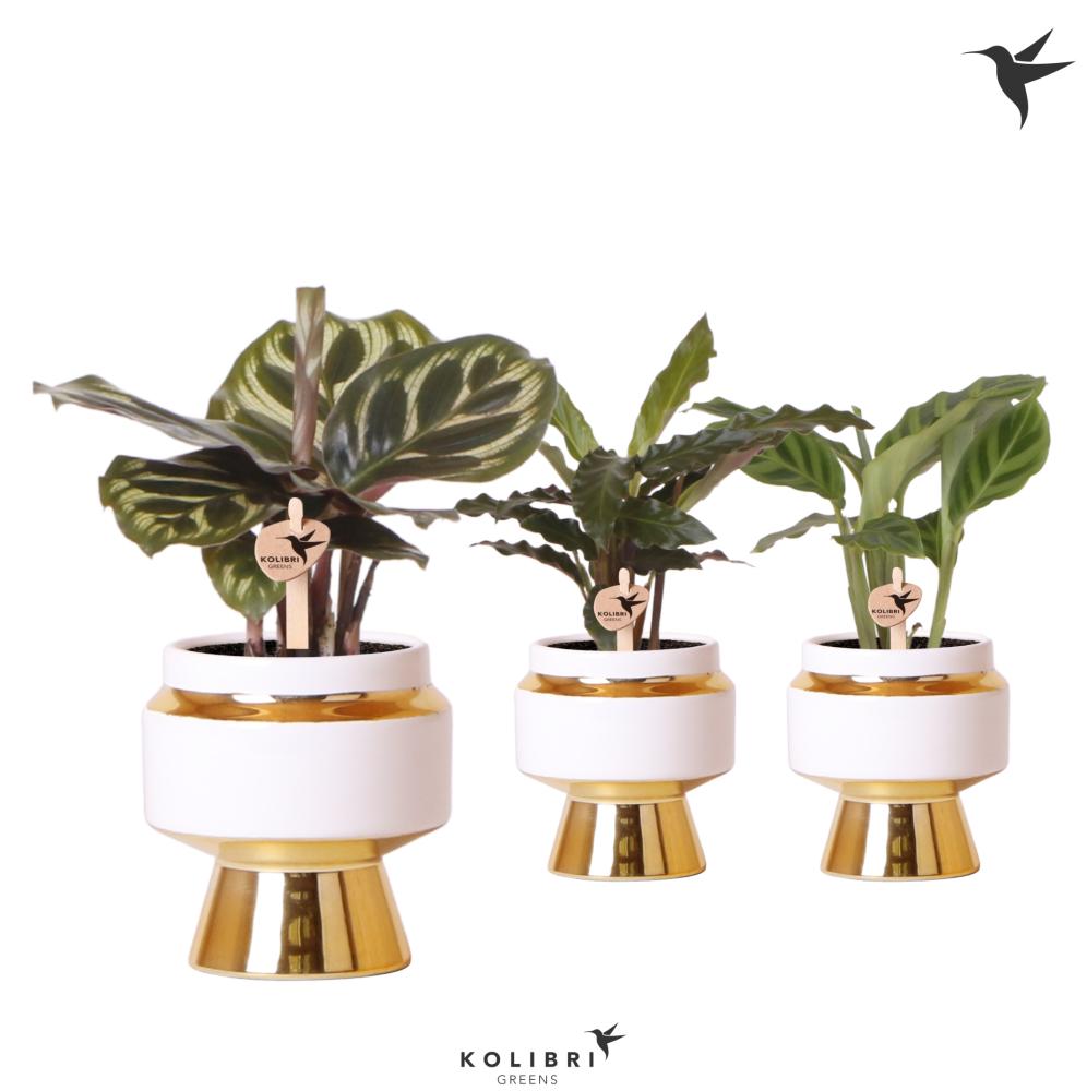 Calathea