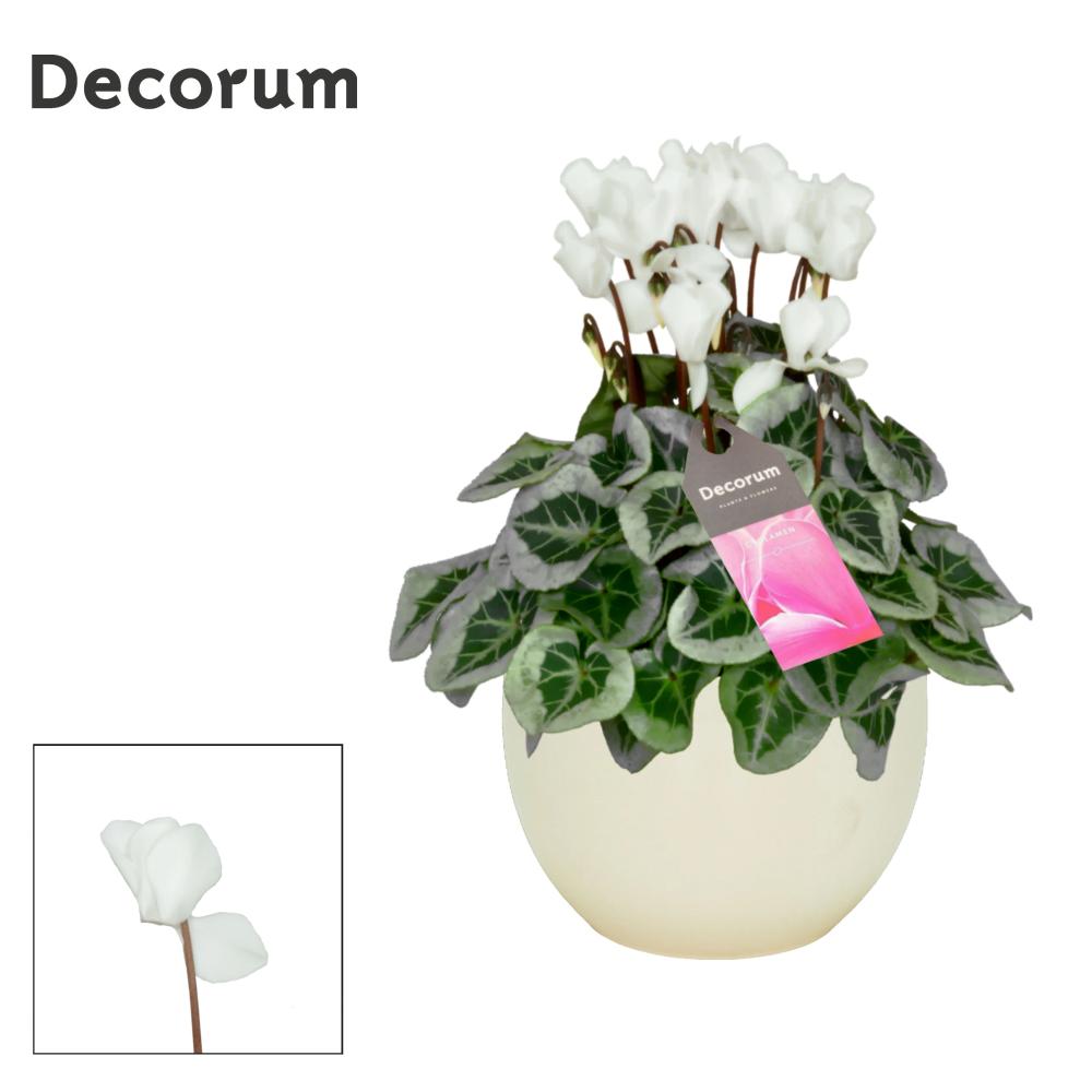Cyclamen
