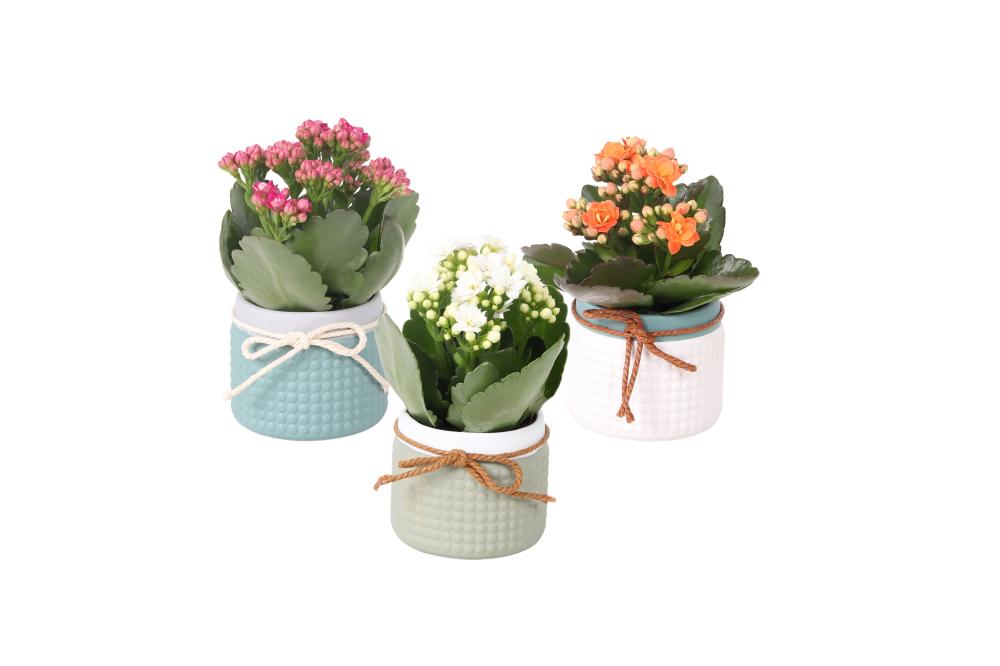 Kalanchoe rosalina