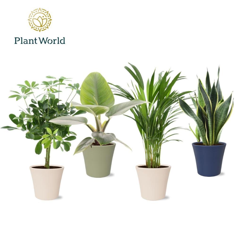 plantes mix