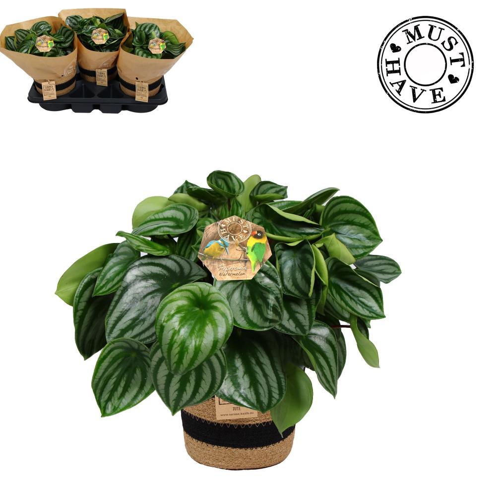 Peperomia
