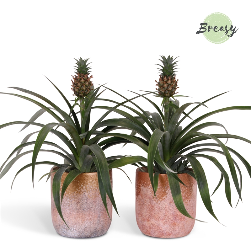 Ananas