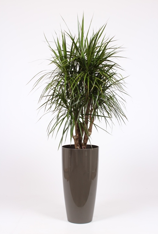 dracaena