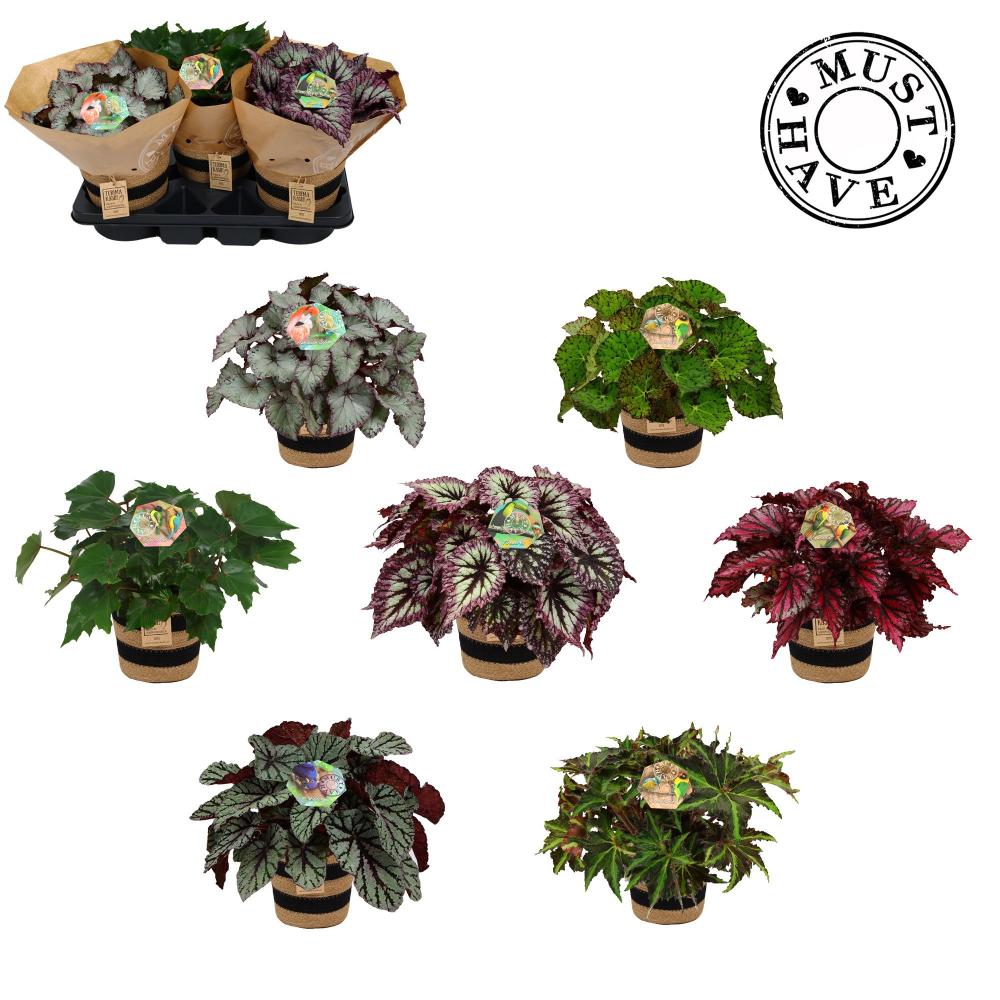Begonia