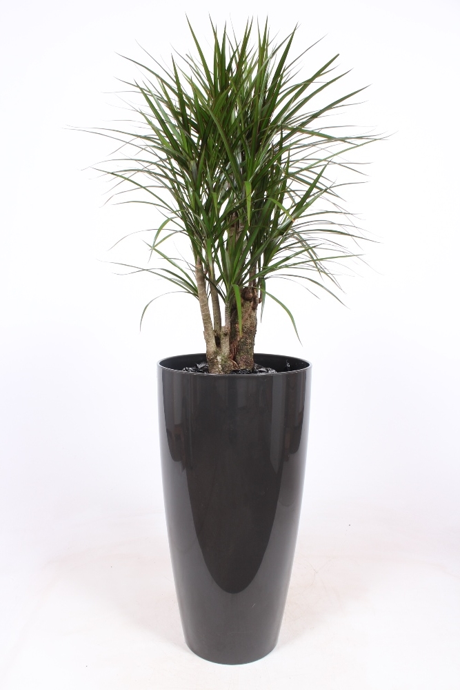 dracaena