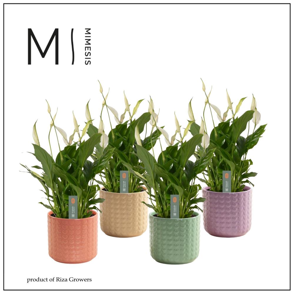 Spathiphyllum