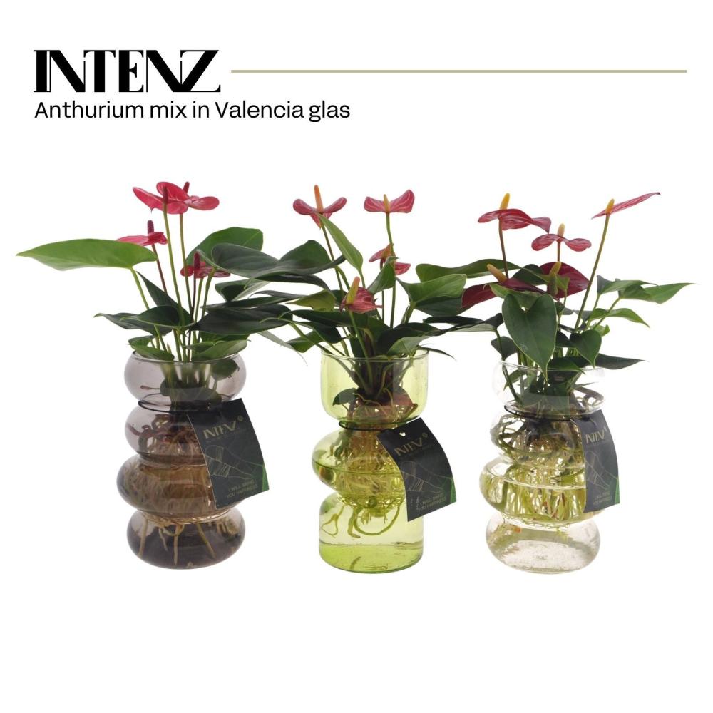 Anthurium