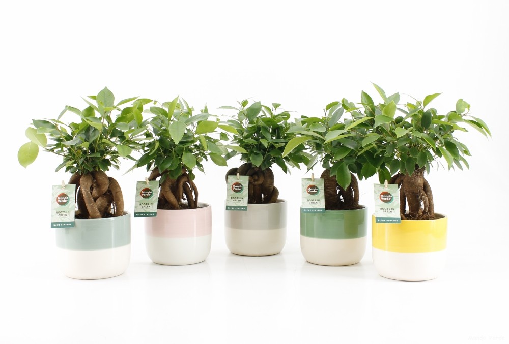 Ficus