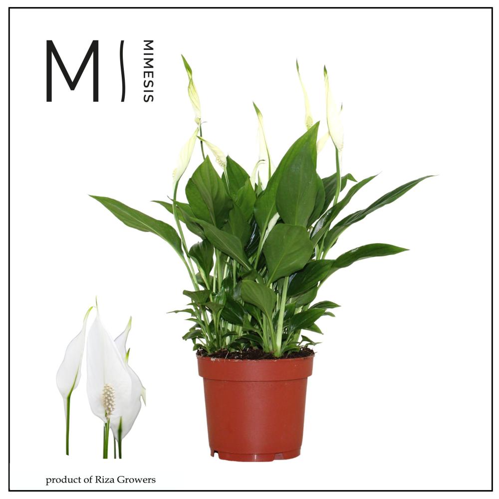 Spathiphyllum