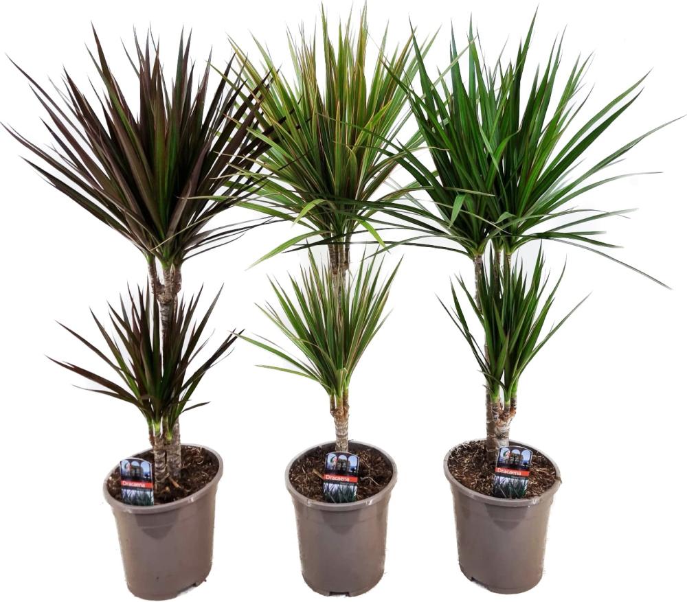 dracaena