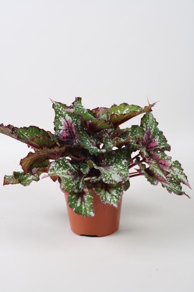 begonia feuillage