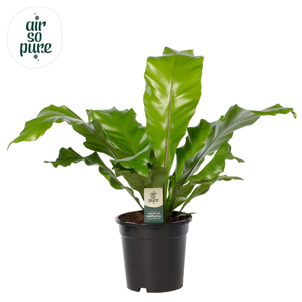 asplenium