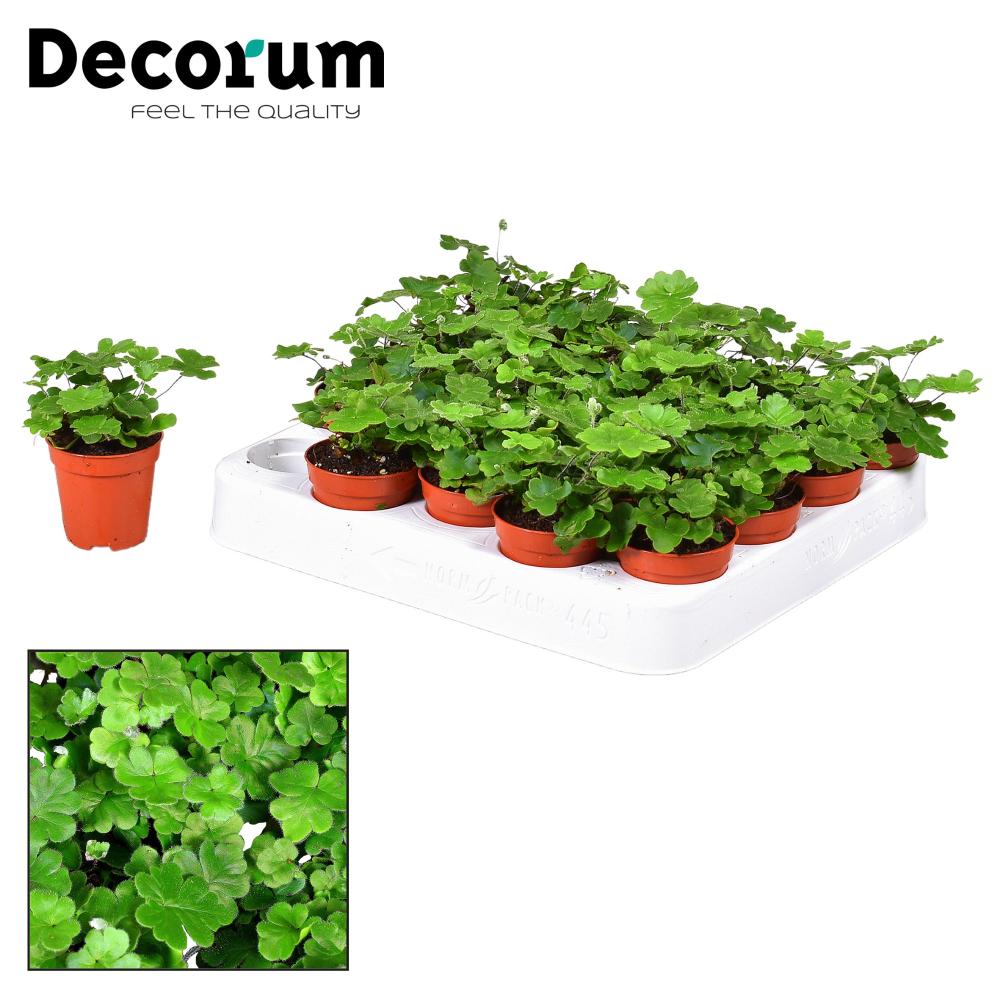 Doryopteris