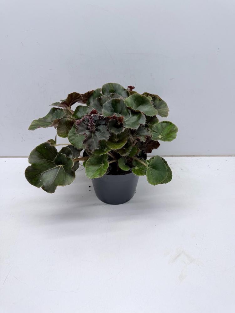 begonia feuillage