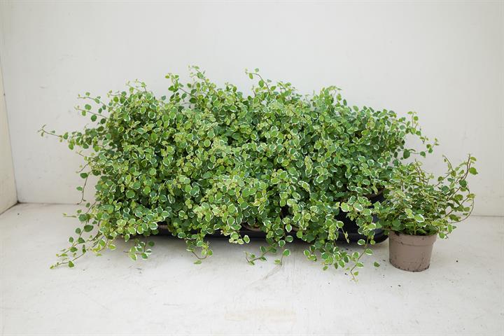 Ficus repens