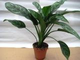 Aglaonema
