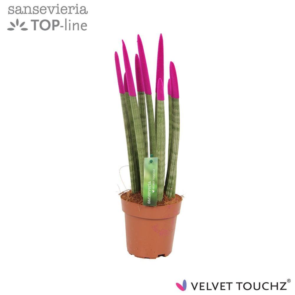 sansevieria
