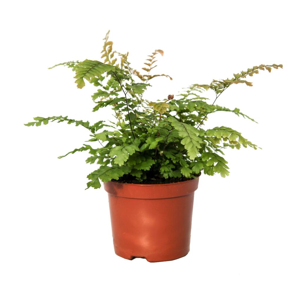 adiantum