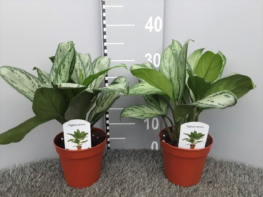 Aglaonema