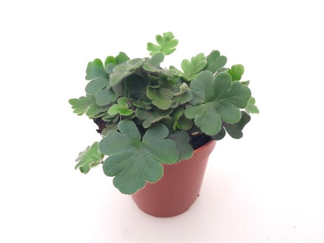 Doryopteris
