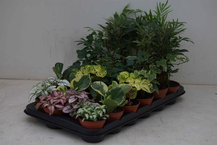 plantes a coupes