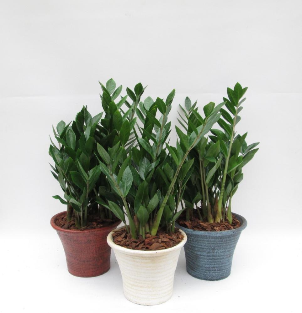 zamioculcas