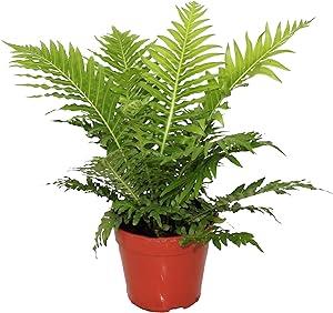 Blechnum