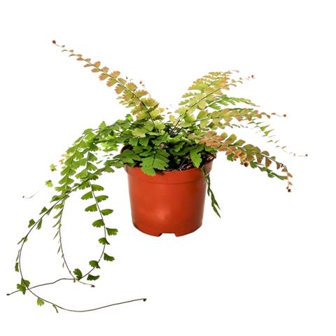 adiantum