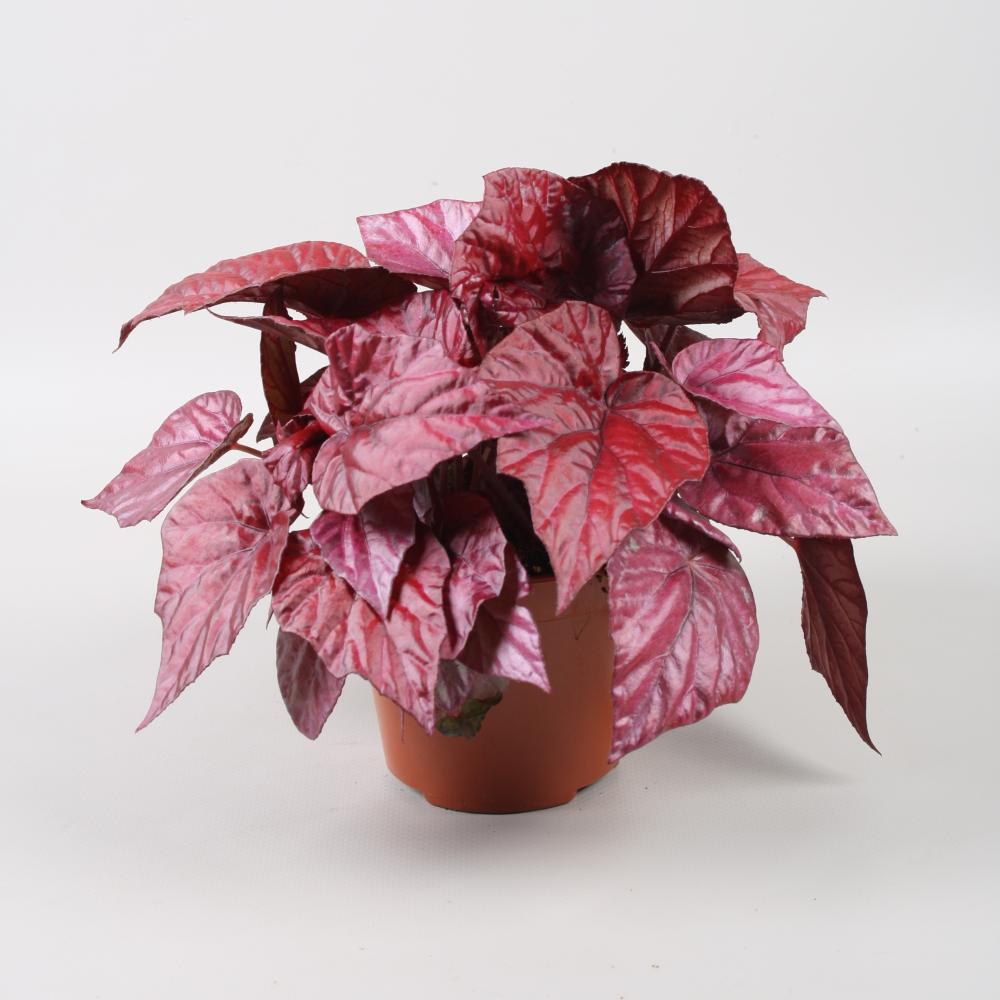 begonia feuillage