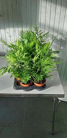 Pteris