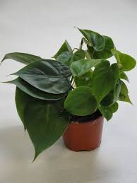 Philodendron