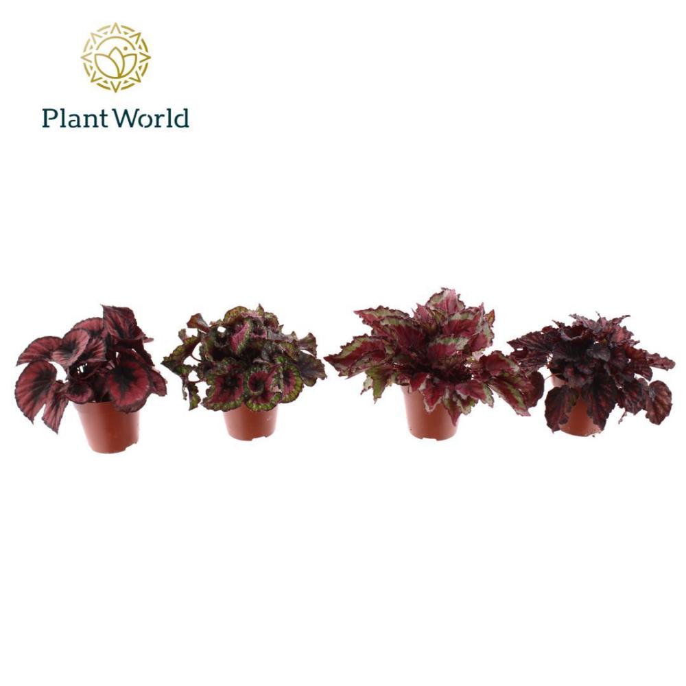 begonia feuillage