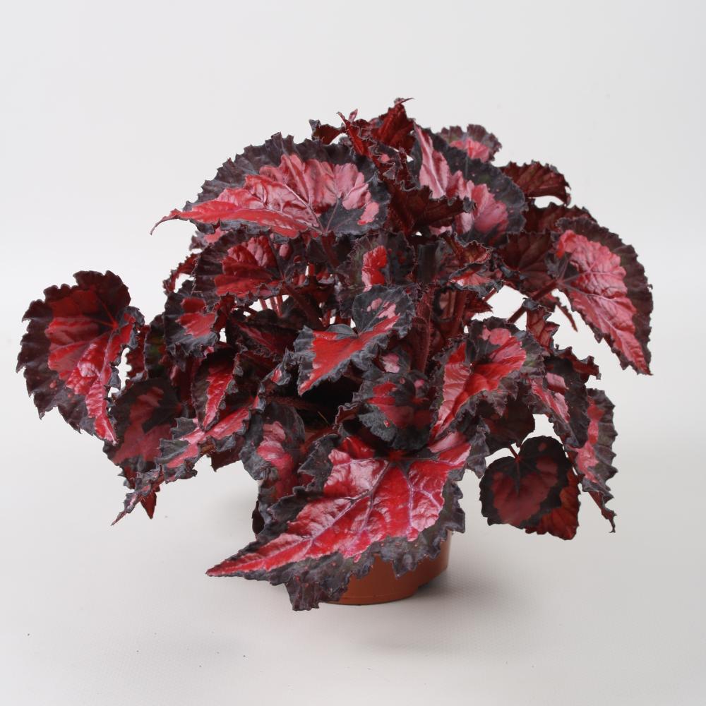 begonia feuillage