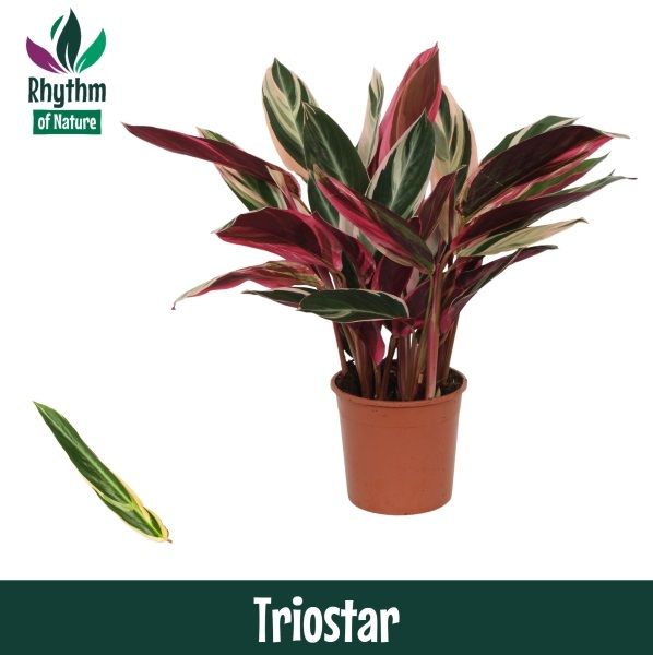 Stromanthe
