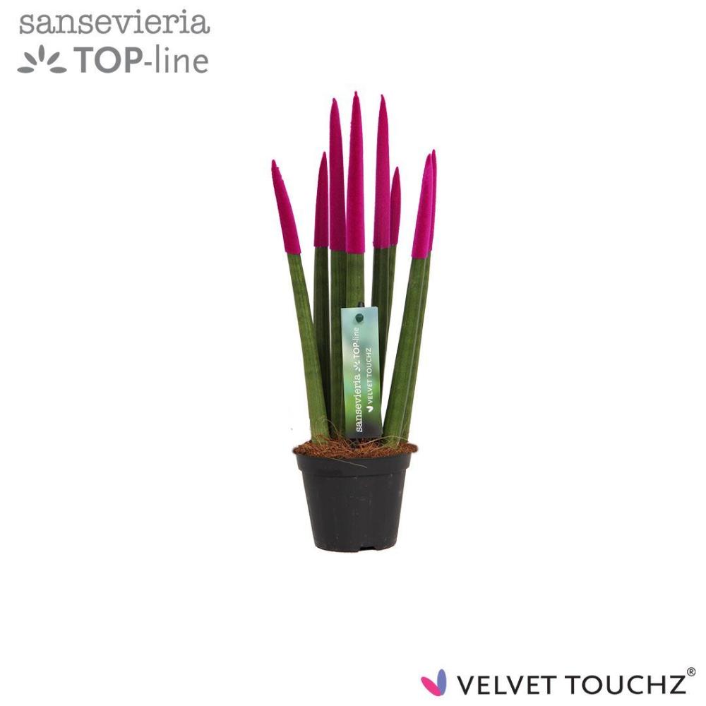 Sansevieria