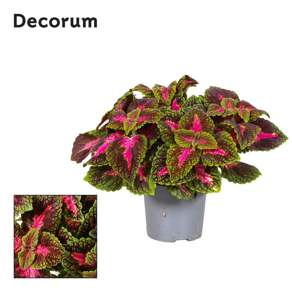 coleus