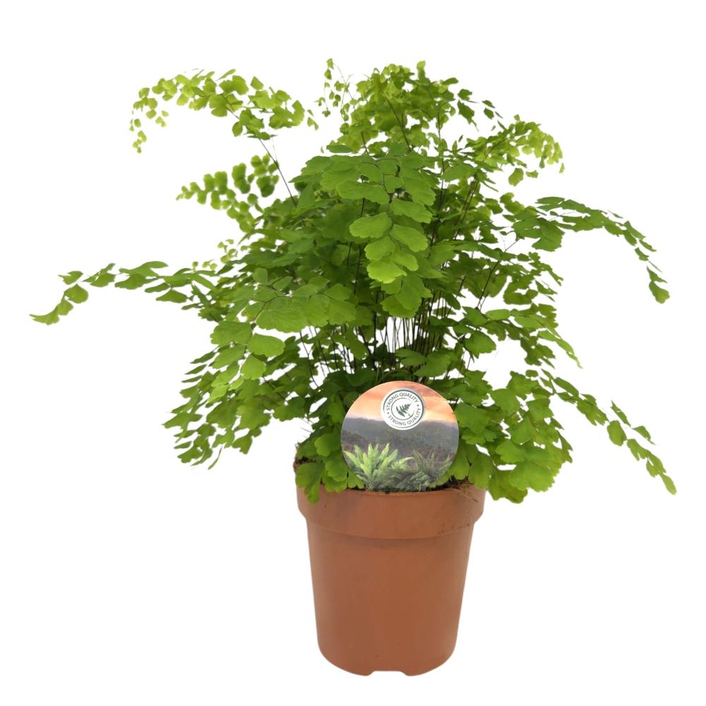 Adiantum