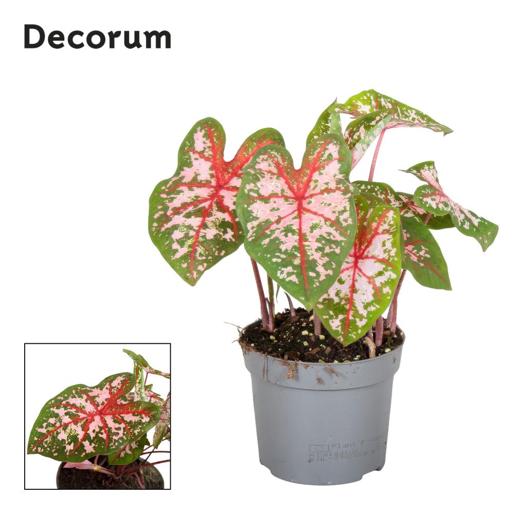 Caladium