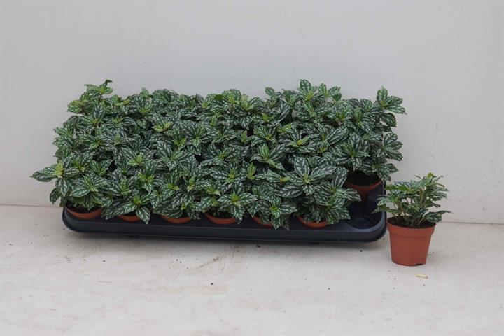 Pilea