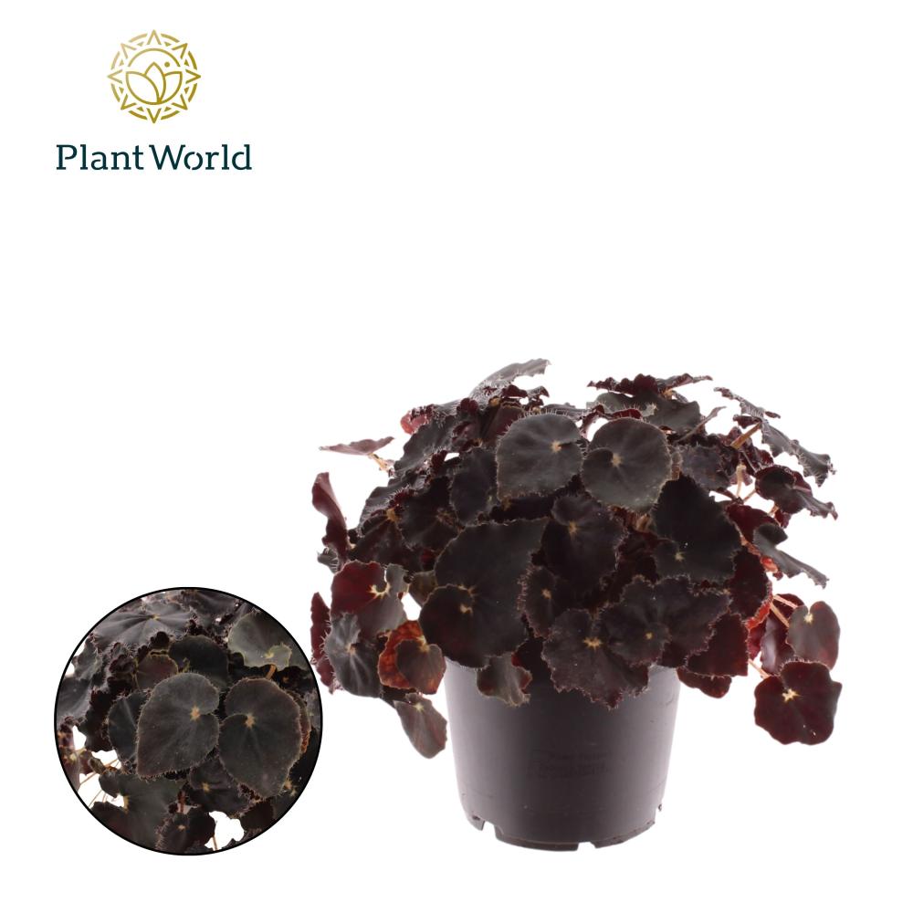 begonia feuillage